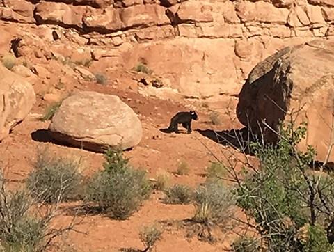 bear at red rocks 